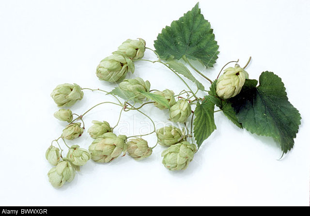 common hop